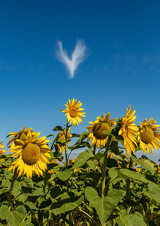 Sunflowers Terra Verde Farm Aug 2022-3848