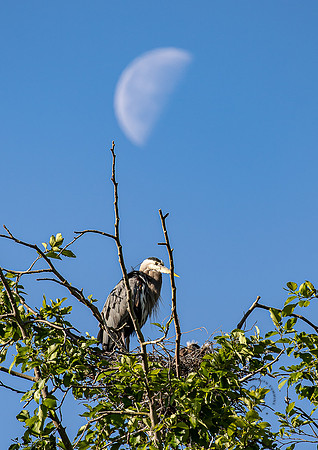Herons at Post Point May 2022-1362