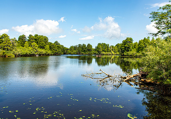 Lettuce Lake Florida May 2022-1753