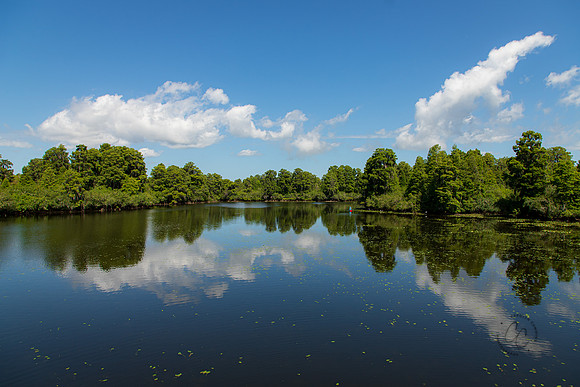 Lettuce Lake Florida May 2022-1773