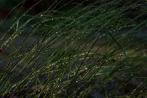 Dew on the tall grass June 2022-2380