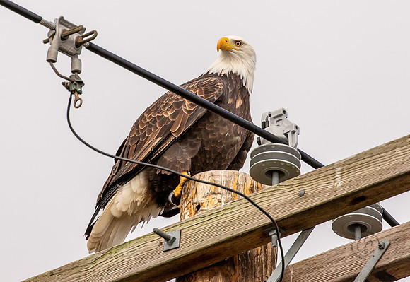 Eagles on Lummi Shore Jan 2022-7689