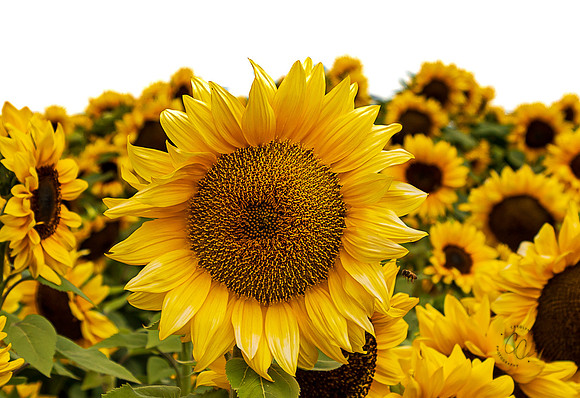 Carlsbad Flower Fields 2022-0452