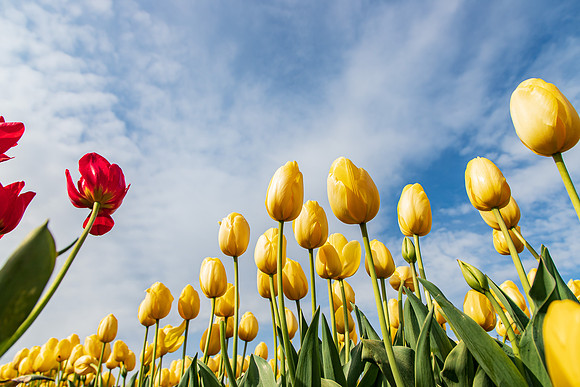 Wooden Shoe Tulip Farm Oregon April 2022-9369