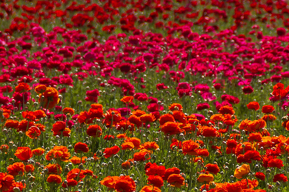 Carlsbad Flower Fields March 2017-9867