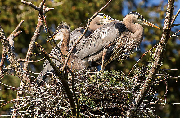 Herons at Post Point May 2022-1580
